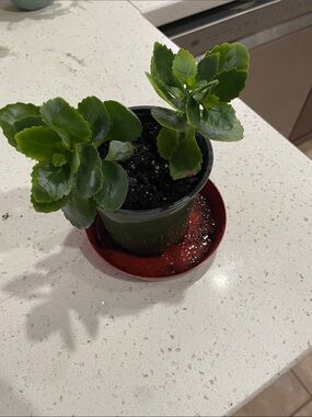 Small Potted Succulent with Glossy Green Leaves